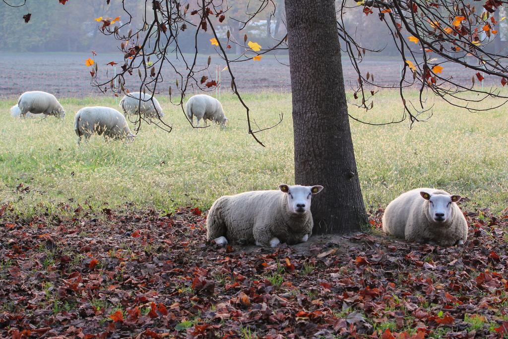 Agriturismo Il Torrione بينيرولو المظهر الخارجي الصورة